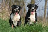 BOUVIER D'APPENZELL 011